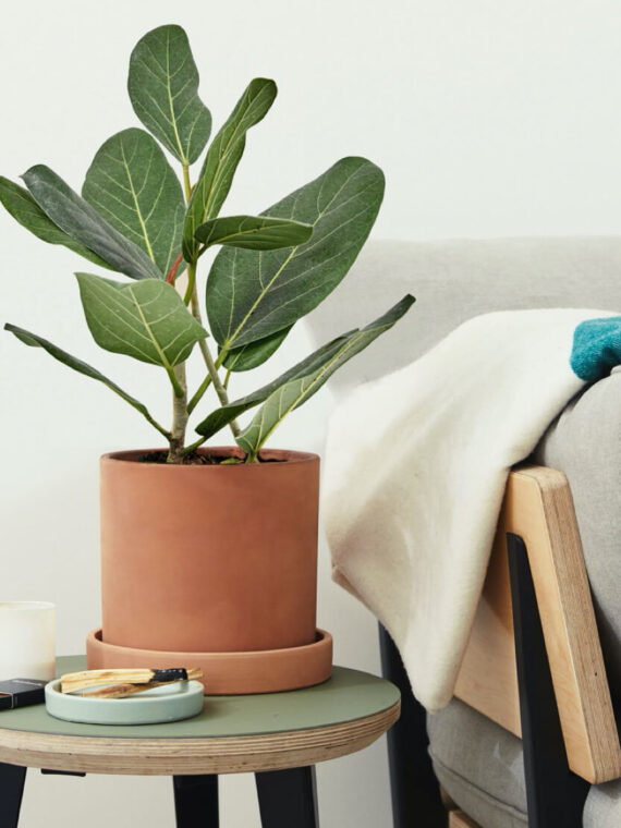 Ficus Audrey