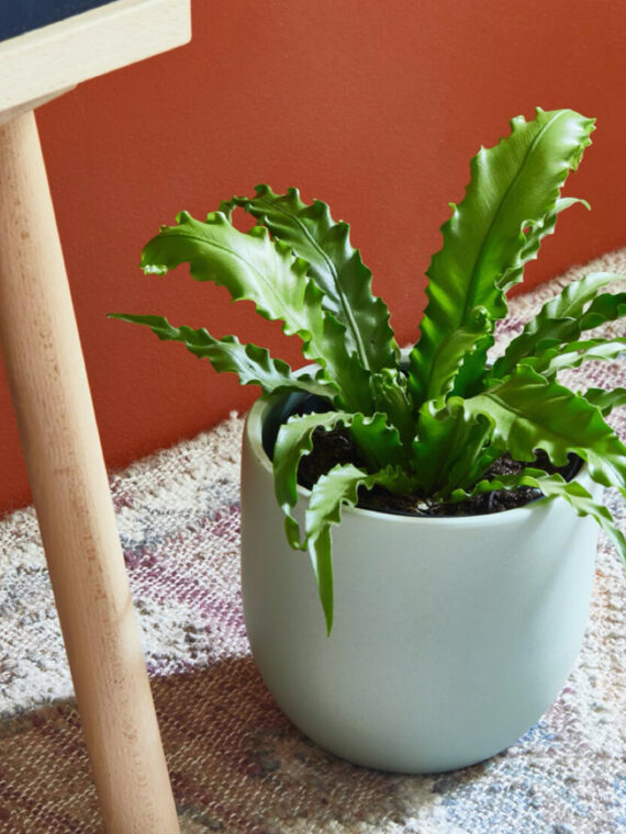 Bird's Nest Fern