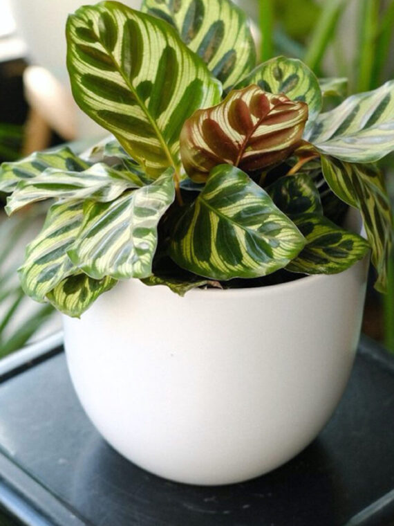 Red Prayer Plant