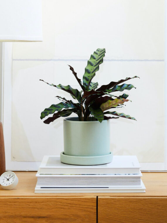 Calathea Rattlesnake